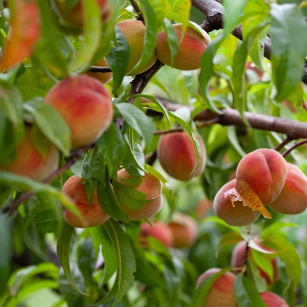 Narrow peach tree with red-blushed peaches along upright branches