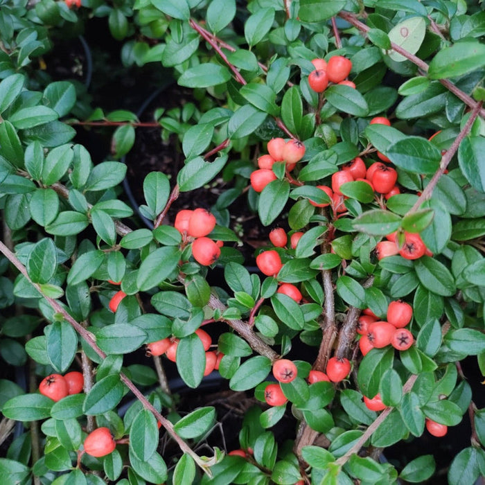 Cotoneaster 'Coral Beauty'