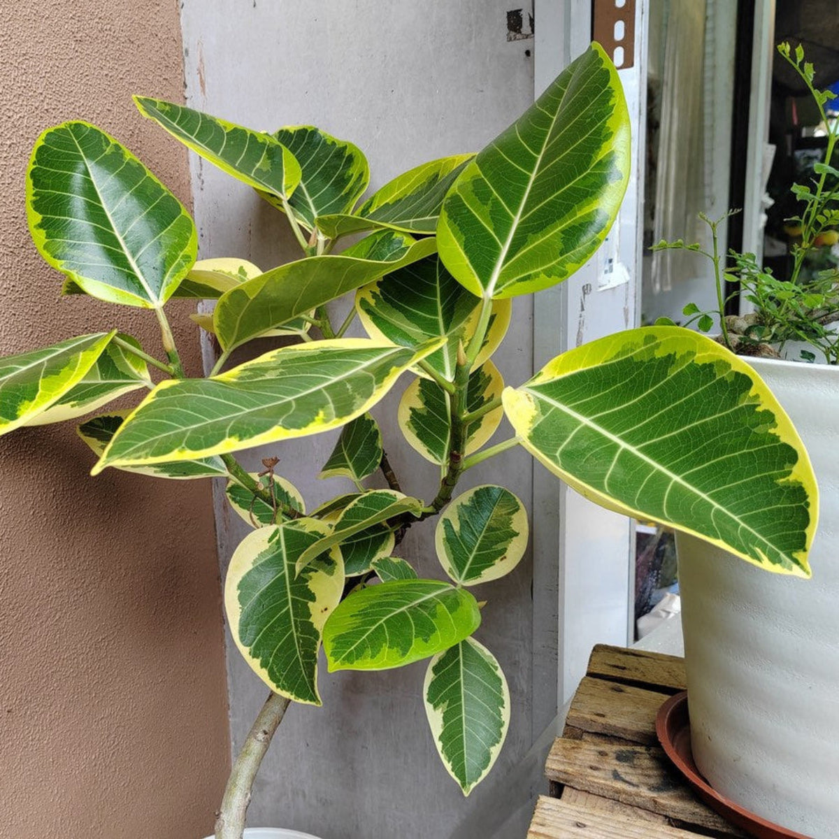 Indoor ficus tree with large glossy green and yellow variegated leaves