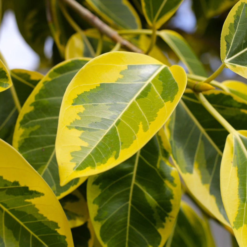 Indoor ficus tree with large glossy green and yellow variegated leaves (view 2)