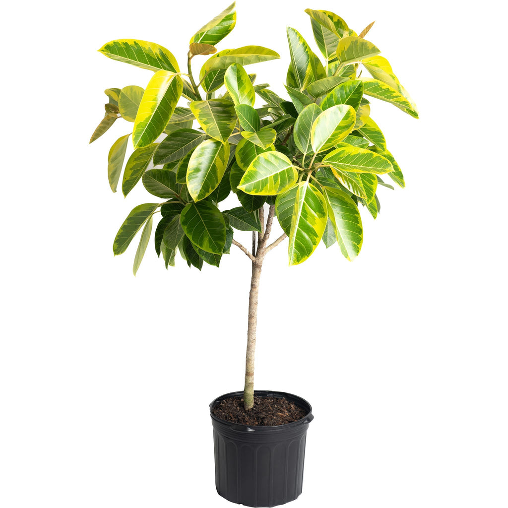 Indoor ficus tree with large glossy green and yellow variegated leaves (view 3)