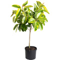 Indoor ficus tree with large glossy green and yellow variegated leaves (view 3)