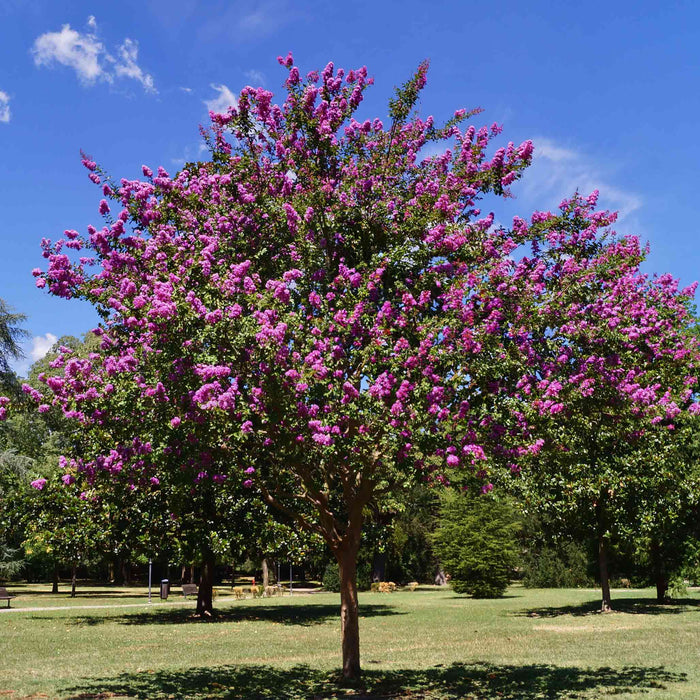 Crape Myrtle 'Catawba'