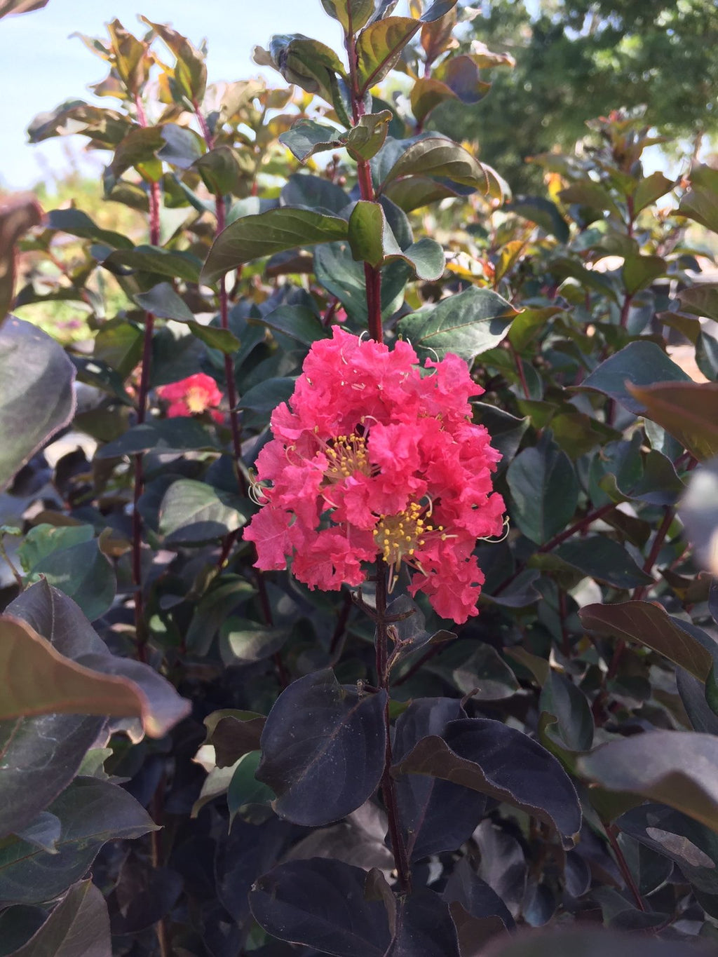 Compact crape myrtle covered in coral-pink flower clusters