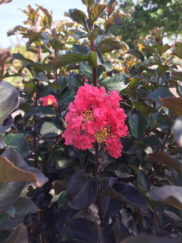 Crape Myrtle 'Coral Boom'