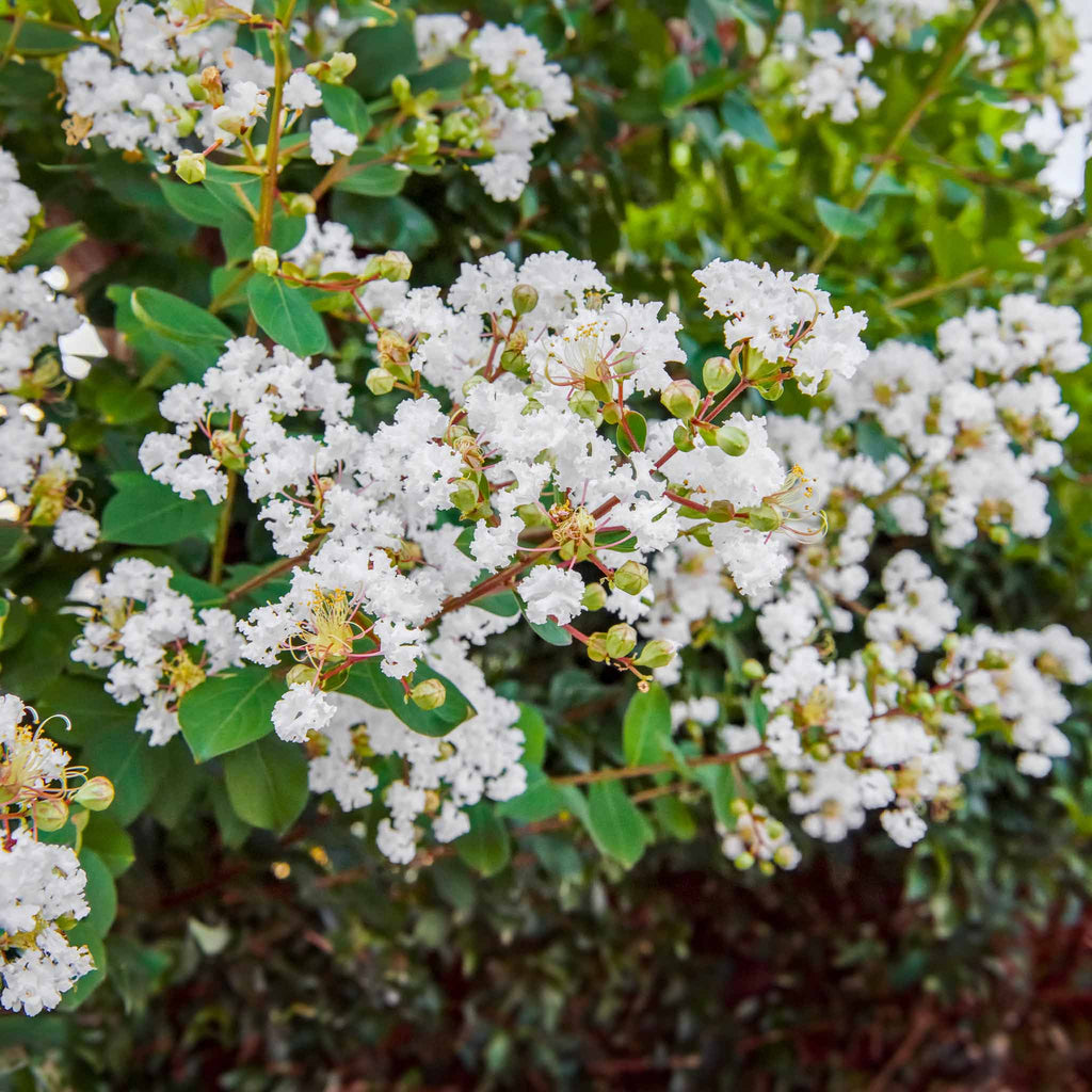 Crape Myrtle 'Natchez'