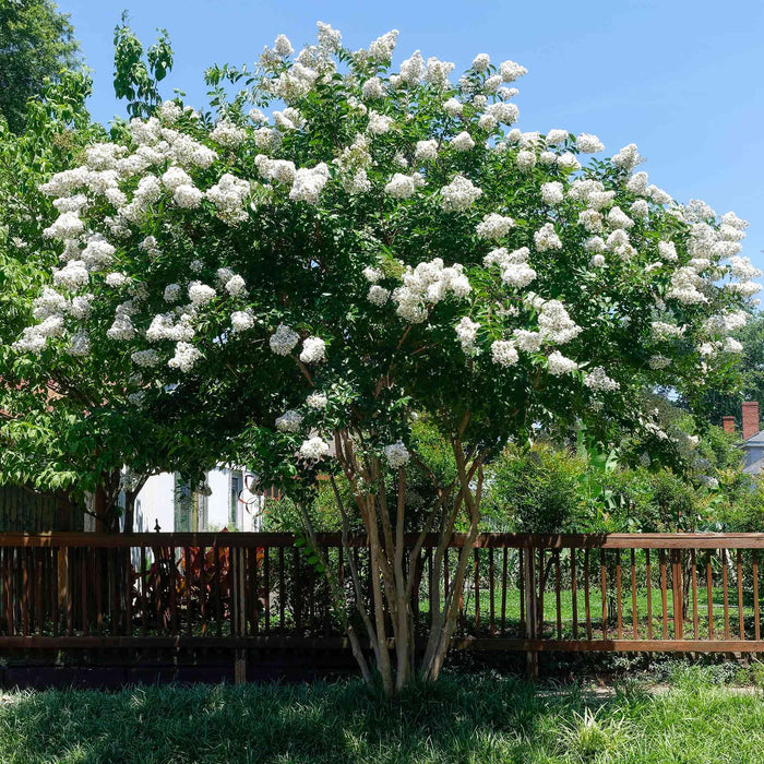 Crape Myrtle 'Natchez'