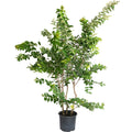 Crape myrtle with large clusters of white flowers above glossy green leaves (view 3)
