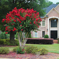 Crape myrtle with clusters of scarlet red flowers