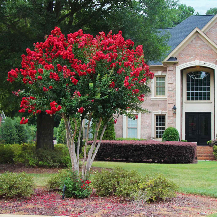 Crape Myrtle 'Scarlet'