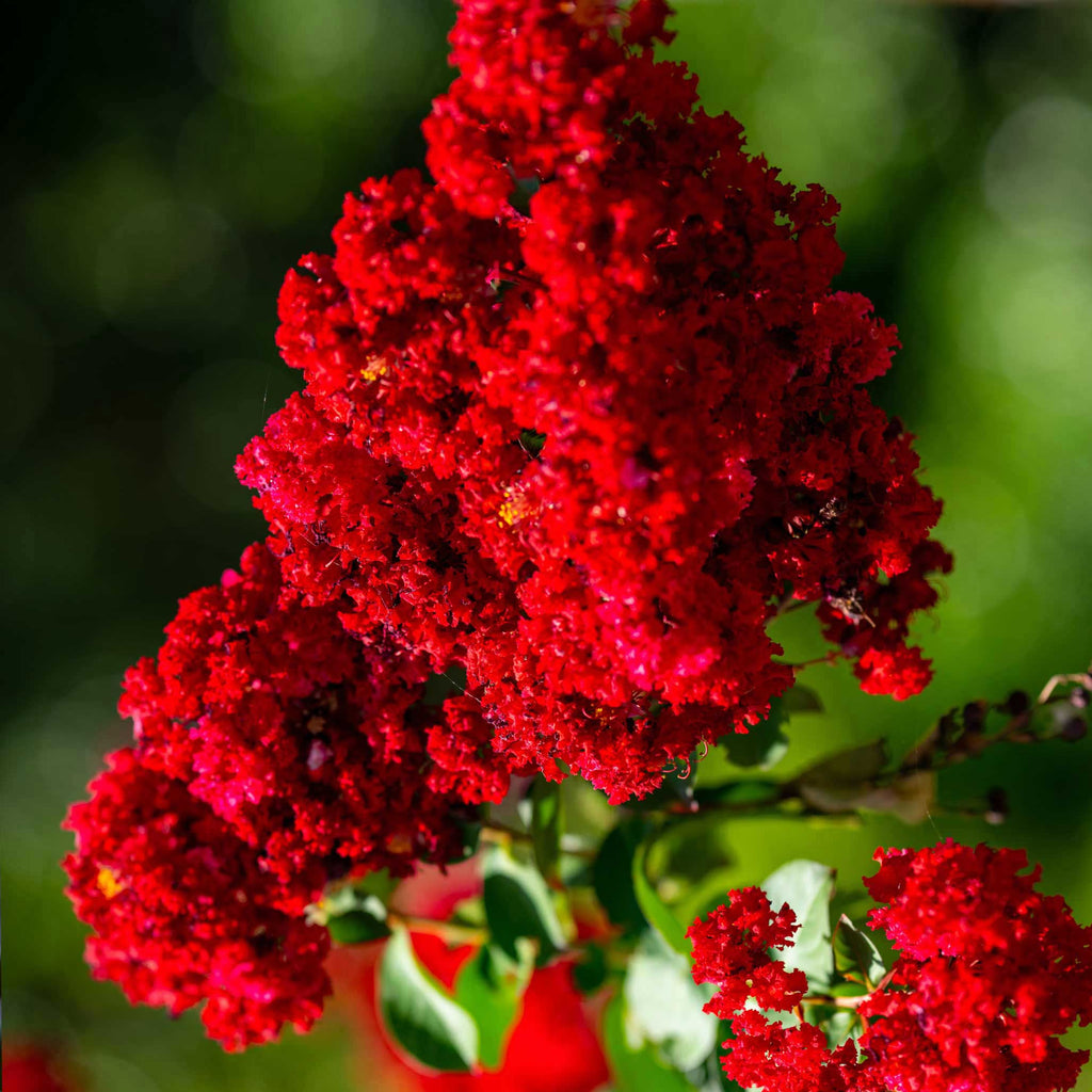 Crape myrtle with clusters of scarlet red flowers (view 2)
