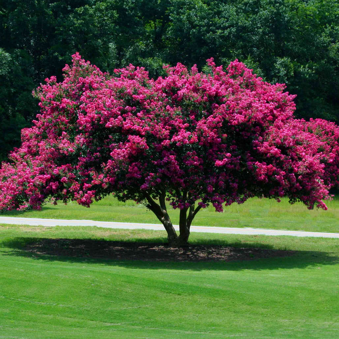 Crape Myrtle 'Tuscarora'