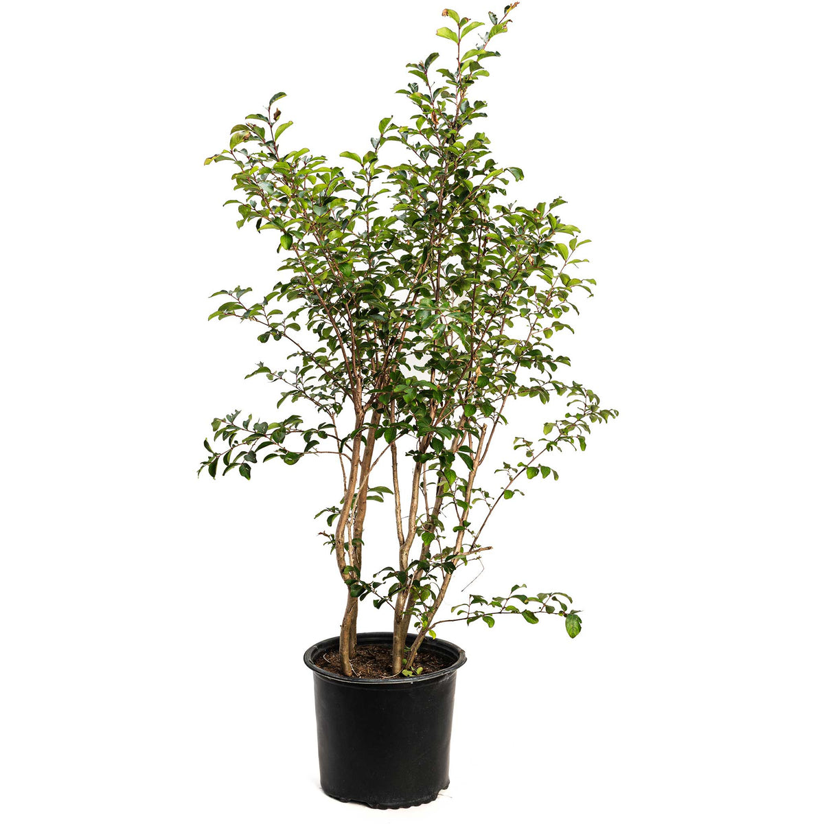 Crape myrtle tree with clusters of dark coral-pink flowers (view 3)