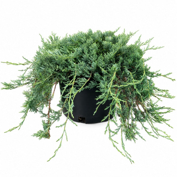 Creeping Juniper 'Bar Harbor'