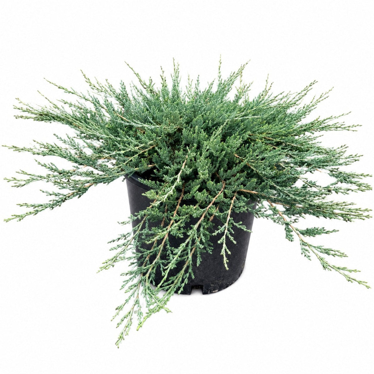 Low spreading juniper with silver-blue foliage