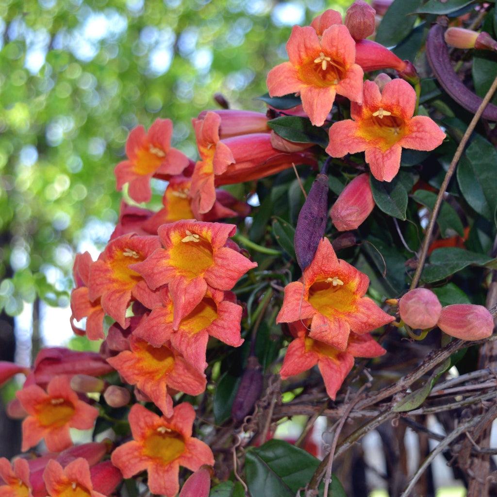 Crossvine covered in orange trumpet-shaped flowers with yellow throats