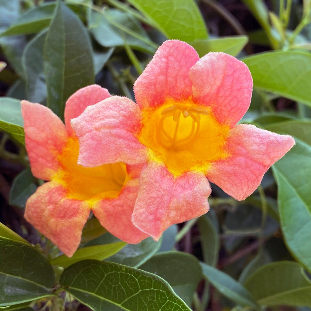 Crossvine covered in orange trumpet-shaped flowers with yellow throats (view 2)