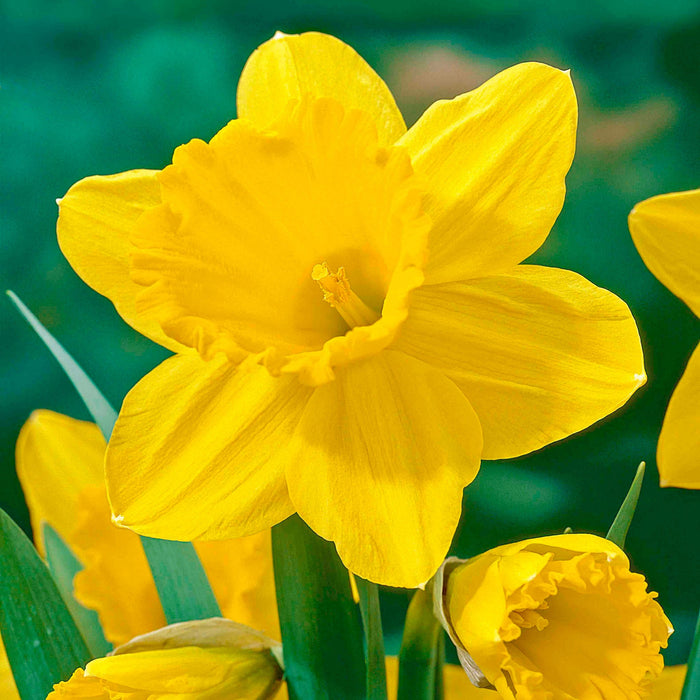 Daffodil 'Carlton'