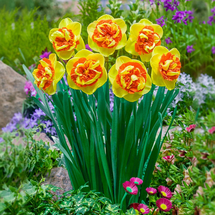 Daffodil 'Kiwi Sunset'