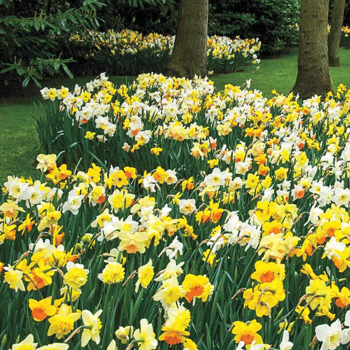 Daffodil Mix, Early to Late Season