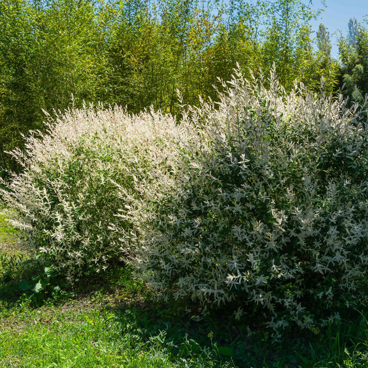Dappled willow shrub with pink, white and green variegated leaves (view 2)