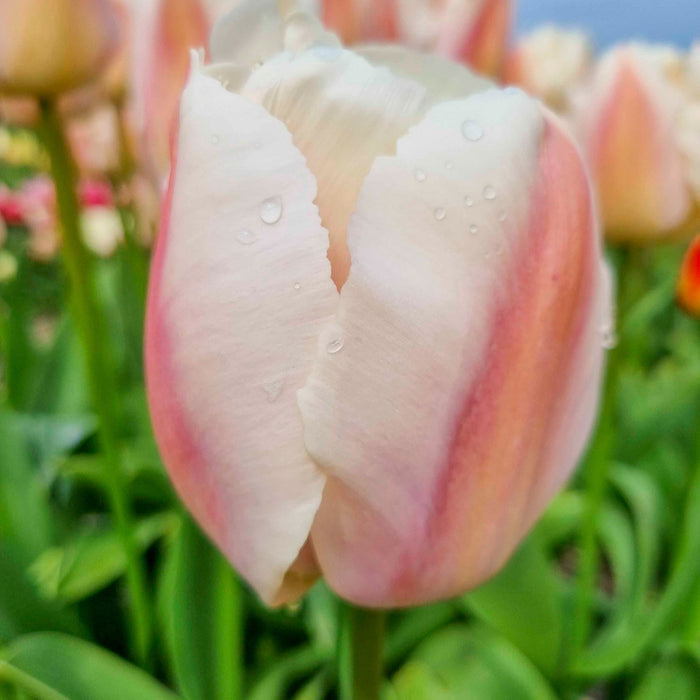 Darwin Hybrid Tulip 'Apricot Pride'