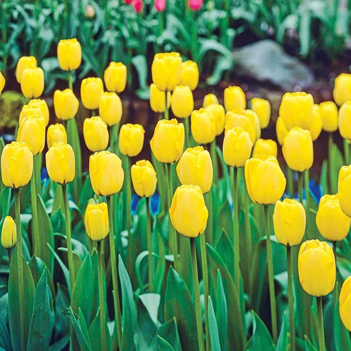 Darwin Hybrid Tulip 'Golden Apeldoorn'