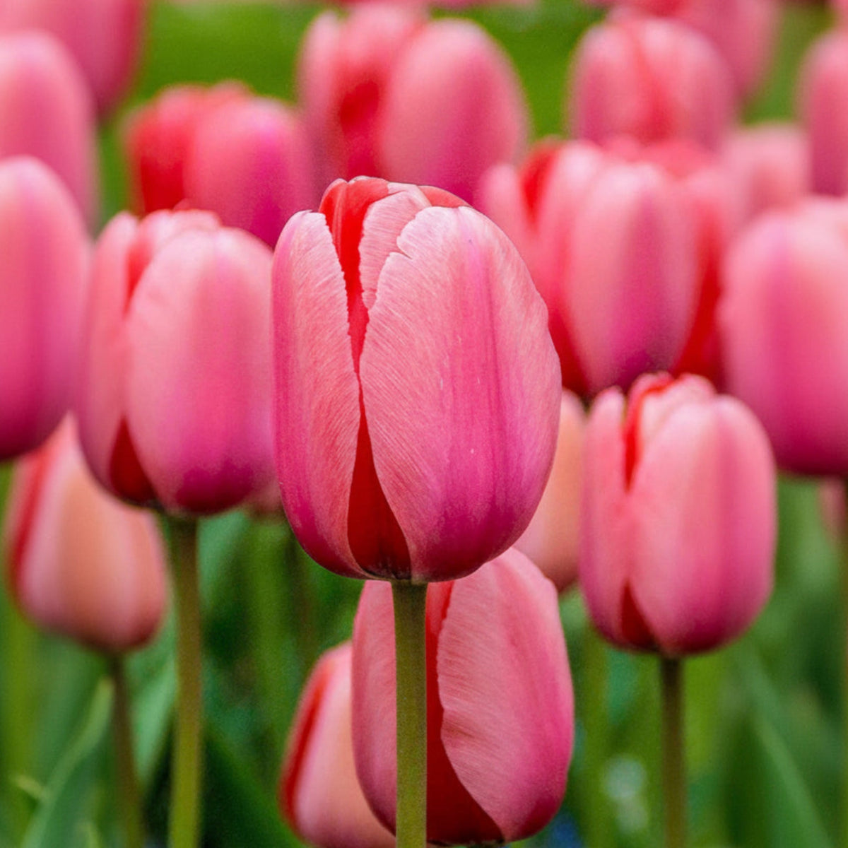 Large rounded pink tulips on tall stems