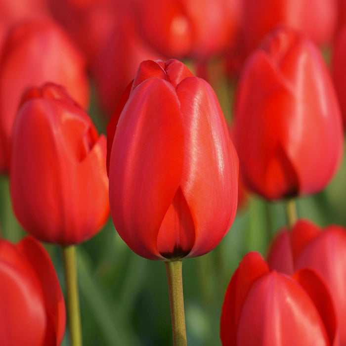 Darwin Hybrid Tulip 'Red Impression'