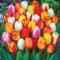 Tall tulips in pink, red, deep purple and white