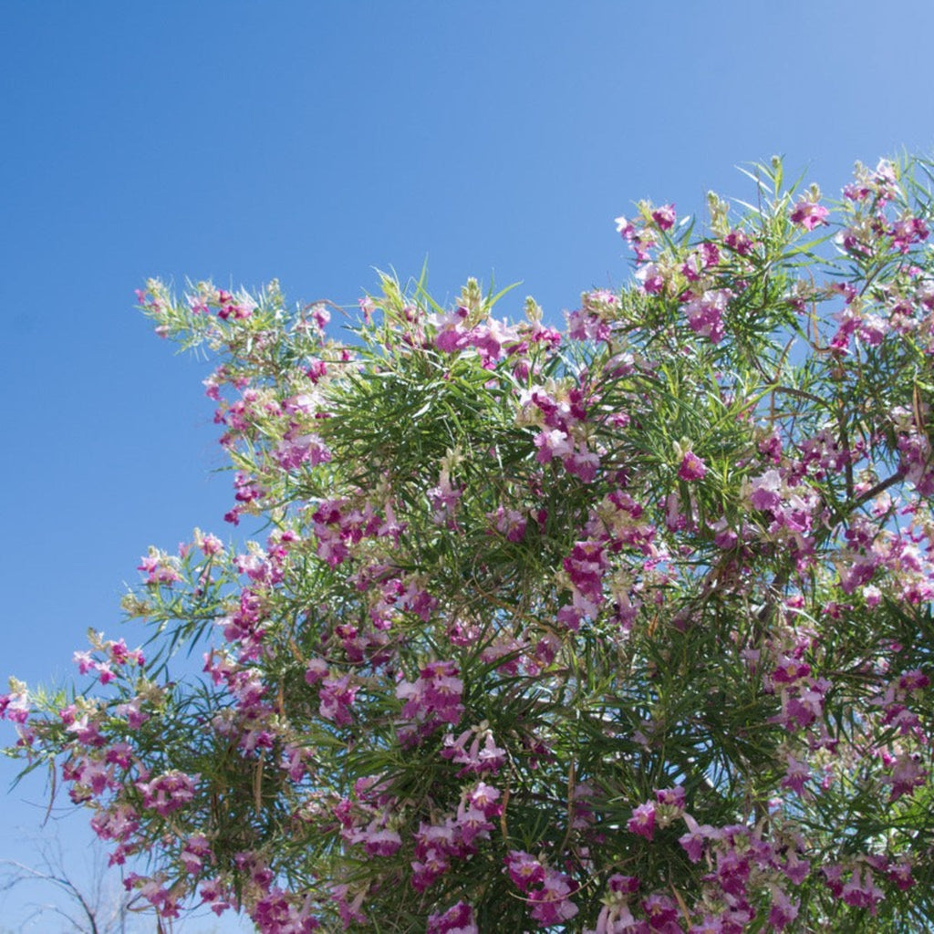 Desert willow branches with ruffled pink and burgundy trumpet flowers