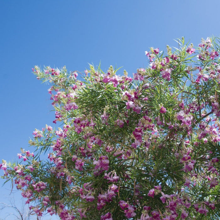 Desert Willow 'Bubba Jones'