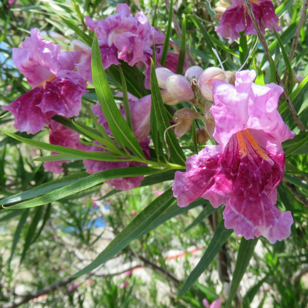 Desert willow branches with ruffled pink and burgundy trumpet flowers (view 2)