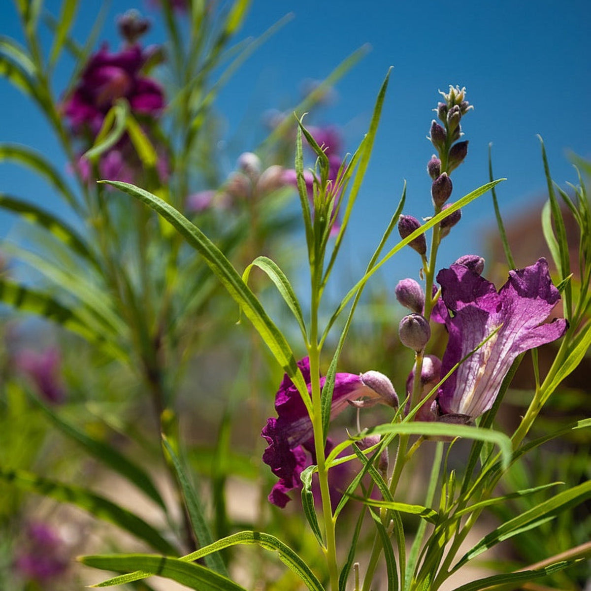 Desert willow branches with ruffled pink and burgundy trumpet flowers (view 3)