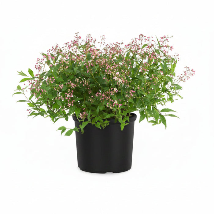 Deutzia 'Yuki Cherry Blossom'