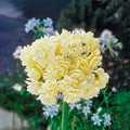 Clusters of creamy white double daffodil flowers