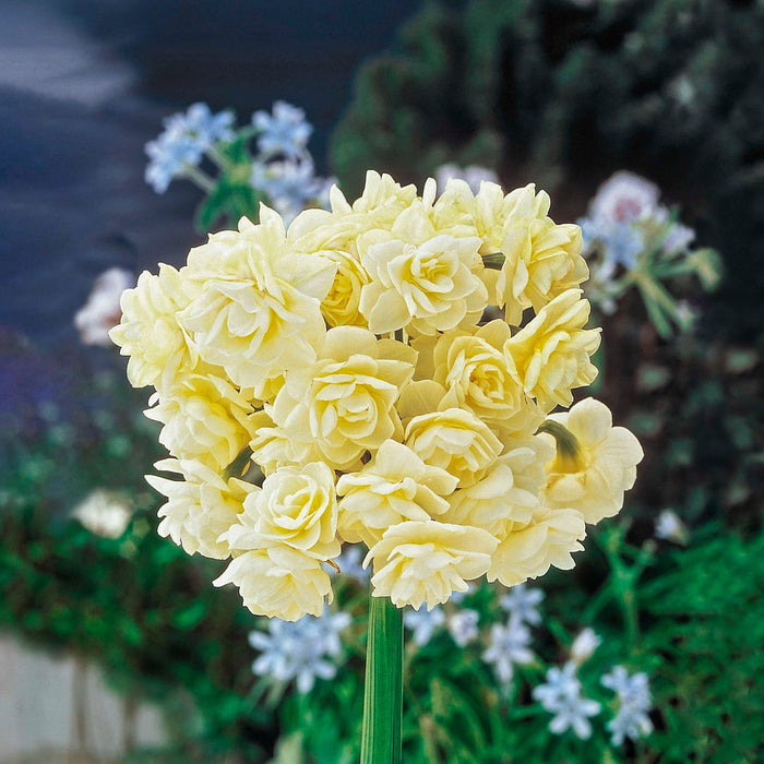 Double Daffodil 'Summer Cheer'