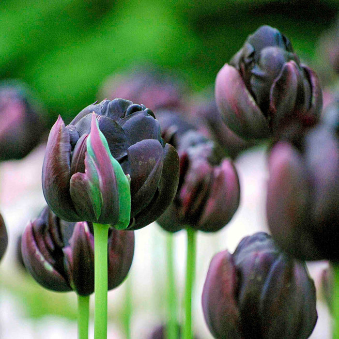 Double Late Tulip 'Black Hero'