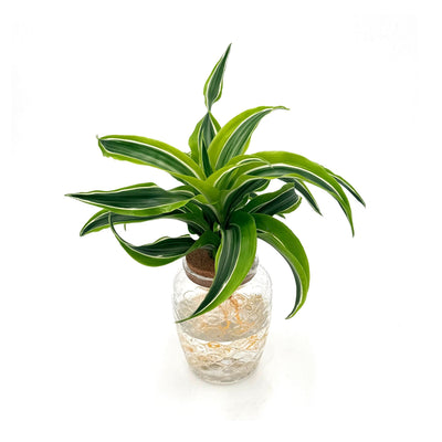 Dracaena 'Bananacle'
