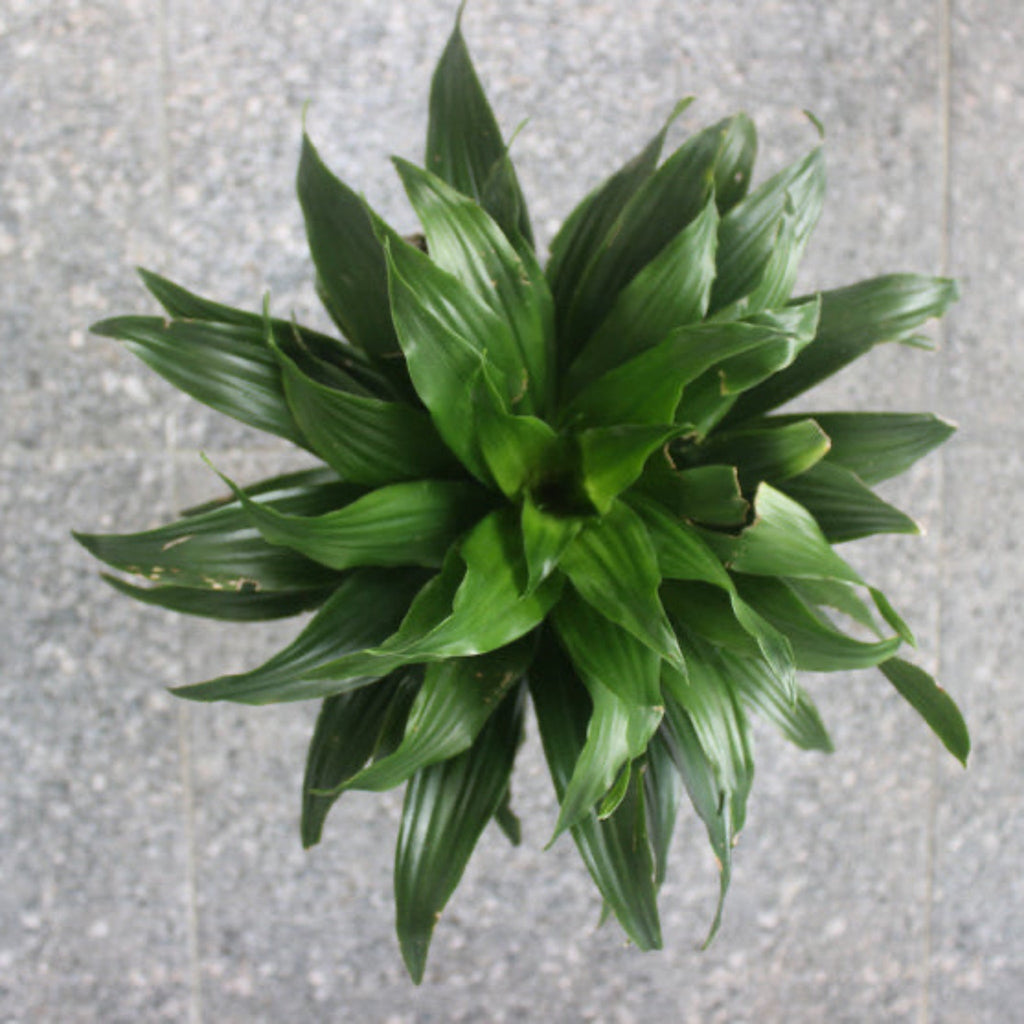 Tall dracaena with glossy dark green strap leaves on upright canes