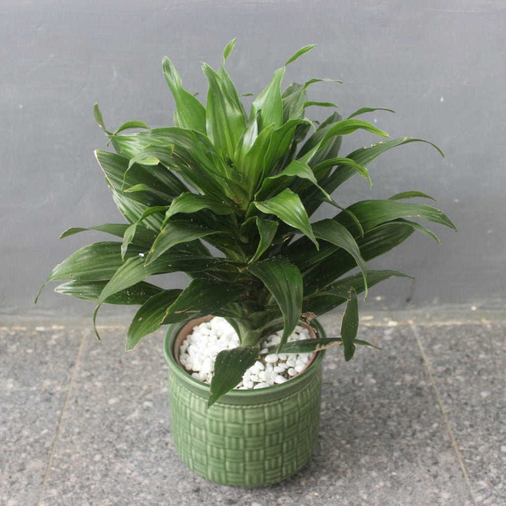 Tall dracaena with glossy dark green strap leaves on upright canes (view 2)
