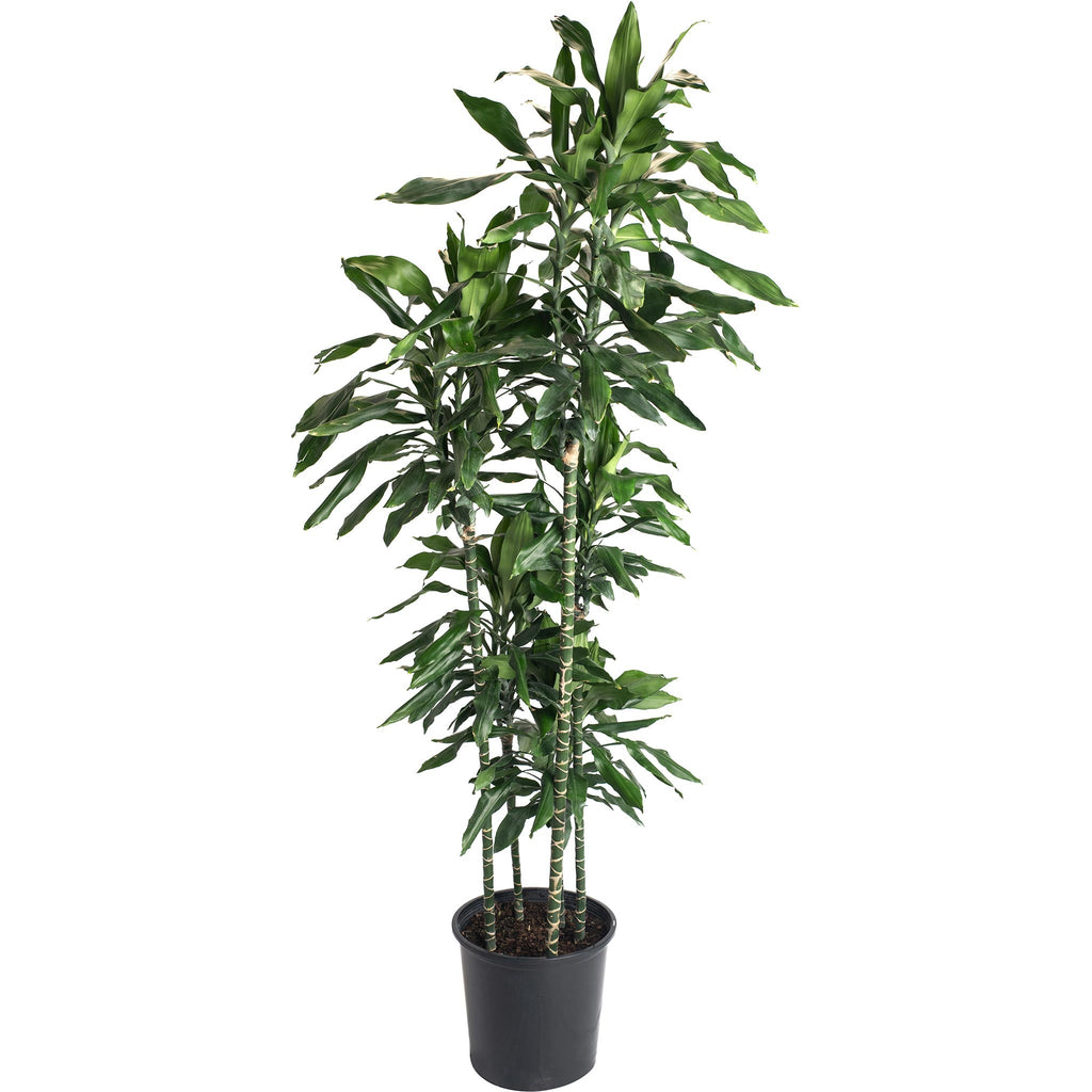 Tall dracaena with glossy dark green strap leaves on upright canes (view 3)