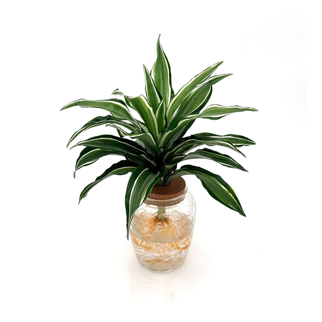 Dracaena with wavy silver, white and green striped leaves in a glass bowl of water
