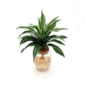 Dracaena with wavy silver, white and green striped leaves in a glass bowl of water
