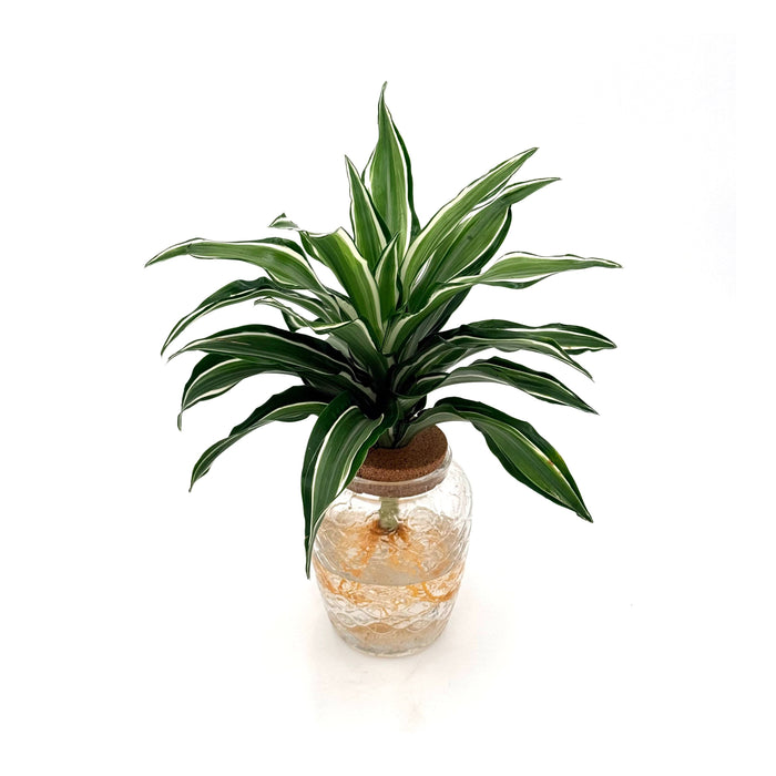 Dracaena 'Silver Sea Monkey'