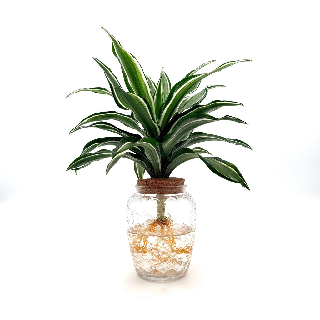 Dracaena 'Silver Sea Monkey', view 2