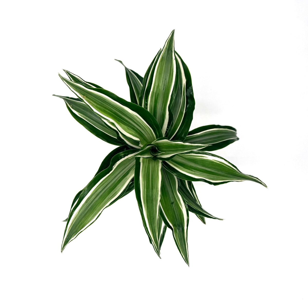 Dracaena 'Silver Sea Monkey', view 3