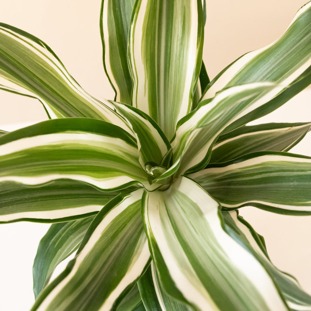 Dracaena 'Silver Sea Monkey', view 4