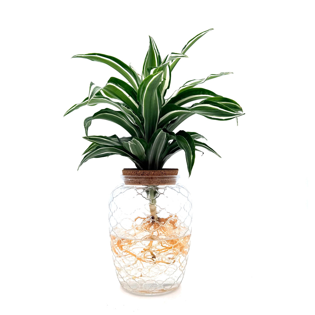 Dracaena 'Silver Sea Monkey', view 6