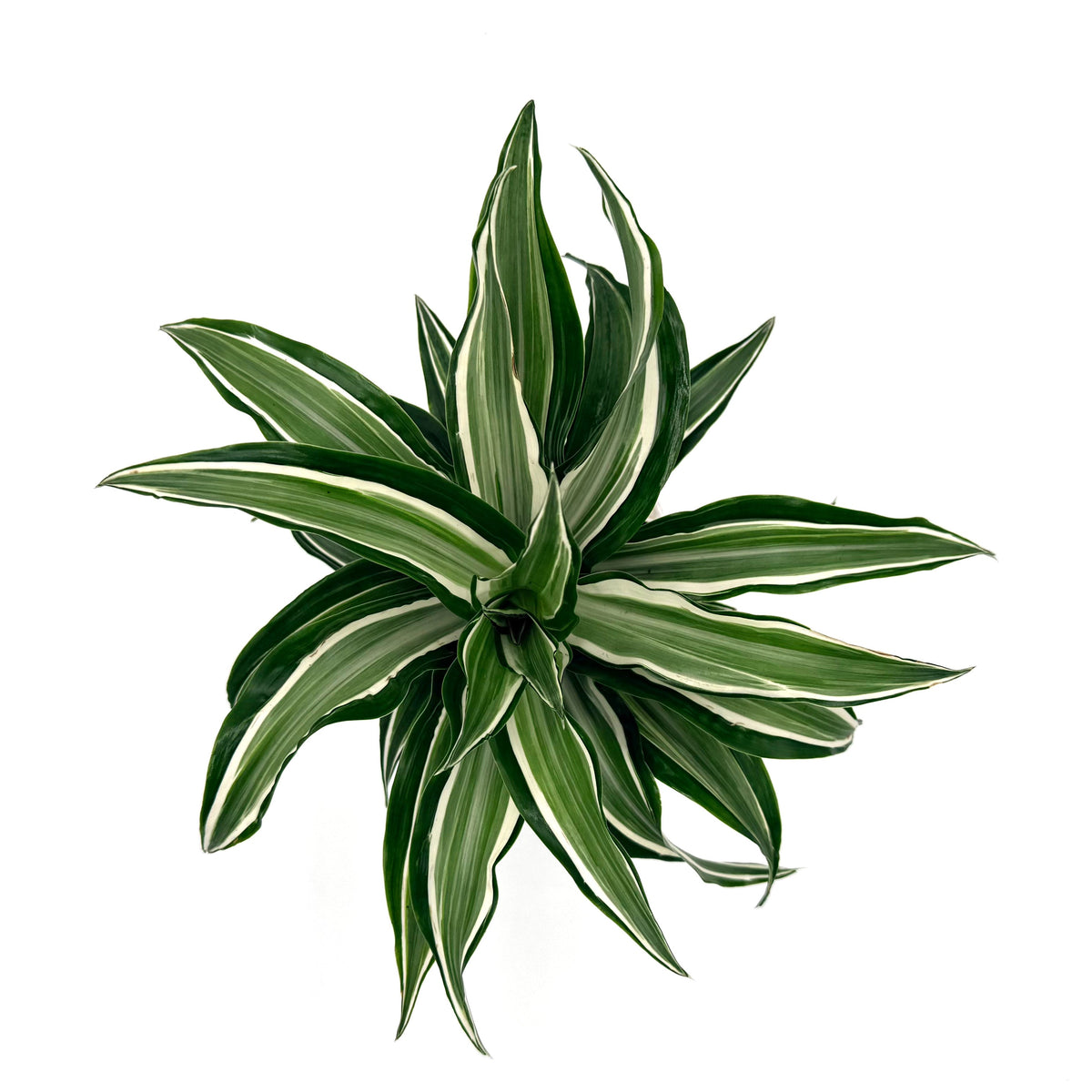 Dracaena 'Silver Sea Monkey', view 7
